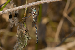 Austroaeschna unicornis