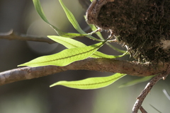 Microgramma squamulosa