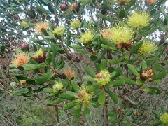 Melaleuca pancheri