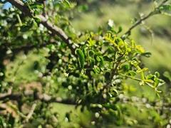 Zanthoxylum capense