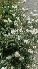 Echium sabulicola decipiens