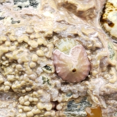 Patelloida corticata