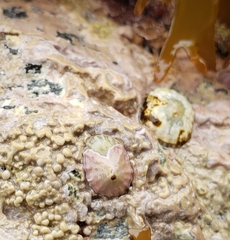 Patelloida corticata