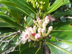 Syzygium multipetalum