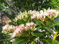 Syzygium multipetalum