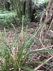 Carex lambertiana