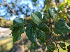 Ziziphus mucronata