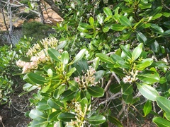 Syzygium multipetalum