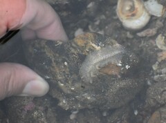 Enchiridium punctatum