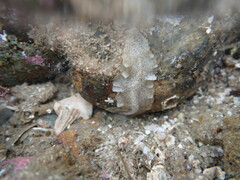 Enchiridium punctatum