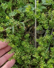 Galium virgatum
