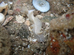 Enchiridium punctatum