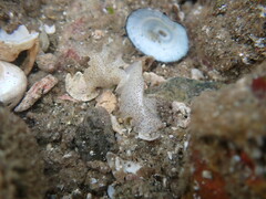 Enchiridium punctatum
