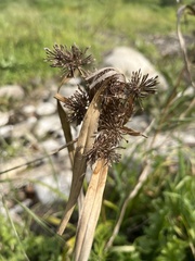Cyperus difformis