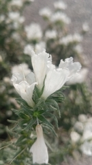 Echium sabulicola decipiens