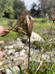 Cyperus difformis