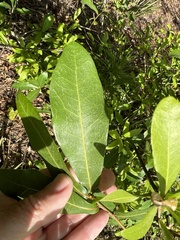 Quercus laurifolia