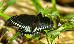 Mimoides phaon phaon
