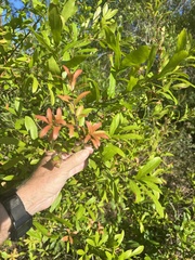 Quercus laurifolia