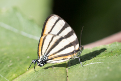 Arawacus separata