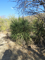 Yucca capensis