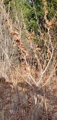 Hamamelis