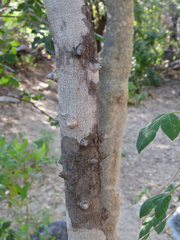 Zanthoxylum arborescens