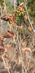 Hamamelis
