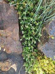 Crassula dependens