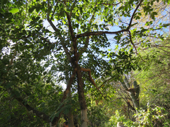 Zanthoxylum arborescens