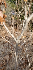 Hamamelis