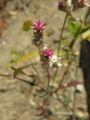 Gomphrena sonorae