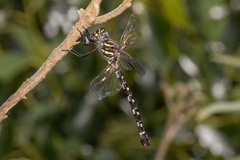 Austroaeschna unicornis