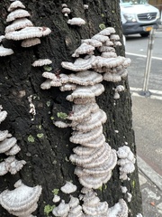 Schizophyllum