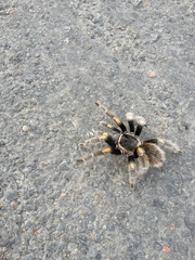 Brachypelma auratum
