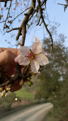 Amygdalus