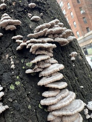 Schizophyllum