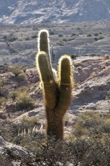 Trichocereus atacamensis
