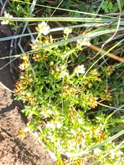 Crassula dependens