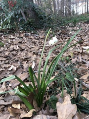 Leucojum