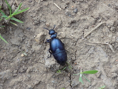 Meloe brevicollis