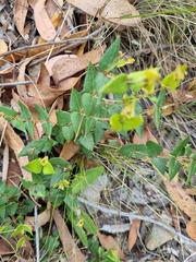 Platylobium obtusangulum