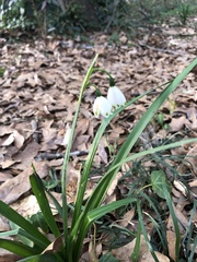 Leucojum
