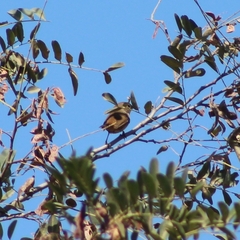 Troglodytes aedon