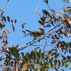Troglodytes aedon