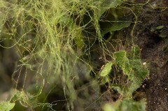 Crepidomanes intricatum