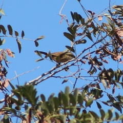 Troglodytes aedon