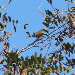 Troglodytes aedon