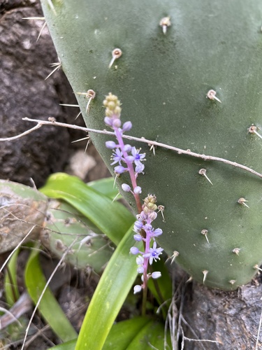 Scilla haemorrhoidalis image