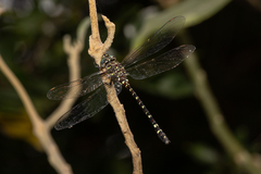 Austroaeschna unicornis